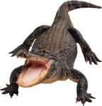 Alligator-psd-Free-Download-1267444406562