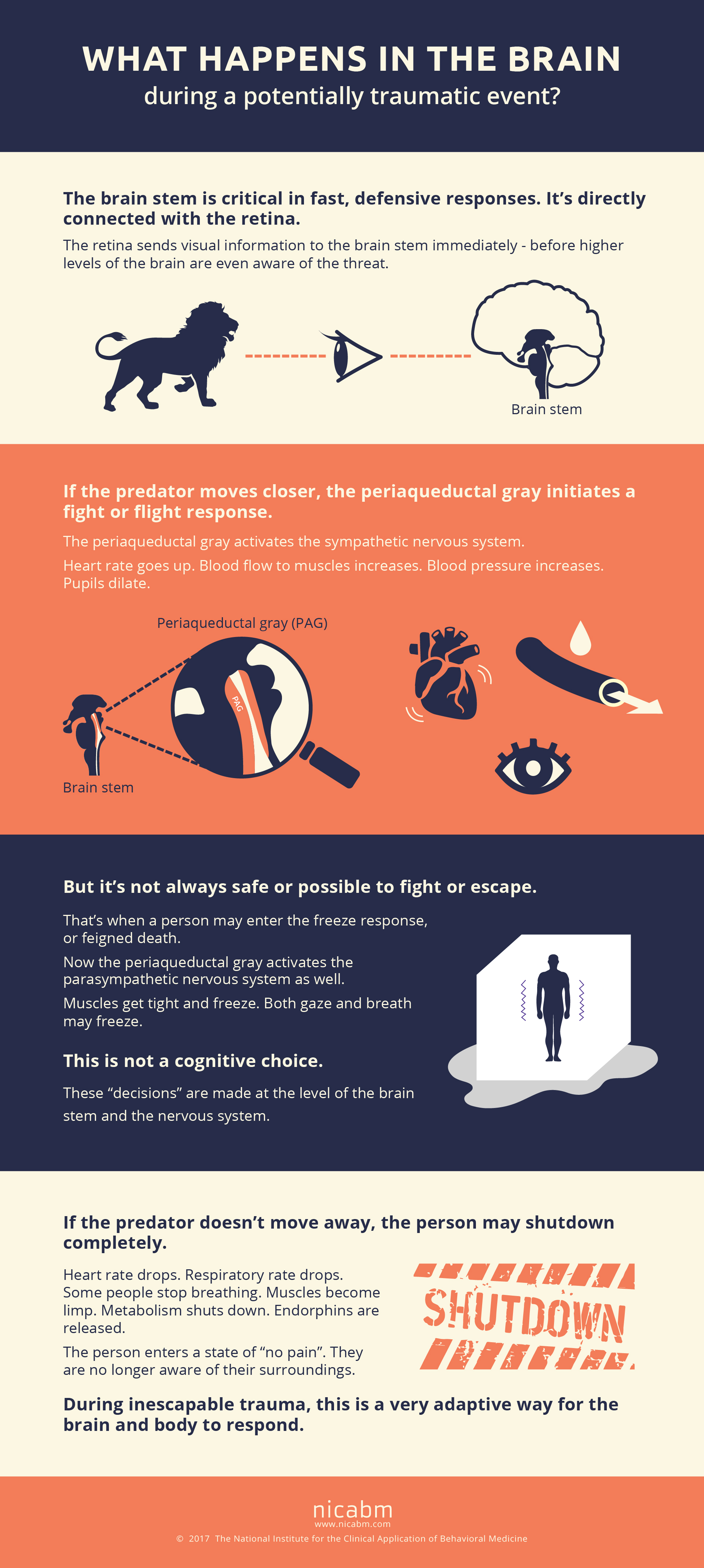 TraumaBrainInfographic